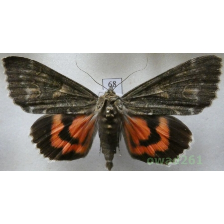 Catocala nupta Linnaeus, 1767 form atra Czech68
